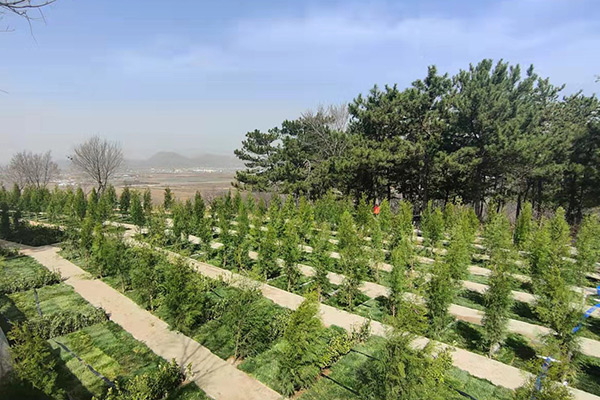 北京永宁陵园树葬价格最低多少钱?